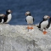 puffin_atlantic_msi_h_2012_can1129.jpg